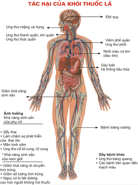 tac-hai-cua-thuoc-la-bao-khi-khang(1).gif
