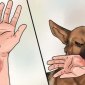 Tiêm vắc xin là phương pháp duy nhất để phòng ngừa và bảo vệ tính mạng khỏi bệnh dại